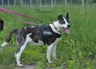 Nuka - suczka w typie amstaffa - 2
