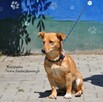 Roszpunka - 4