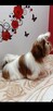 Sunia Shih Tzu