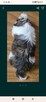 Shih Tzu - 3