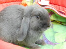 Baranek mini lop beżowa samiczka i niebieska - 10