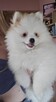 Szpic miniaturowy ,pomeranian ,suczka - 9