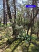 Działka 1402 m2 Narew, las, MPZP gm. Różan. - 3