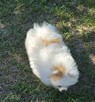 Szpic miniaturowy ,pomeranian ,suczka - 12