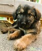 PUMBA - super szczeniak do adopcji - 2