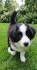 Szczeniaki Border Collie ZKwP- Gotowe do zmiany domku - 9