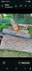 Bale modrzewiowe - 2