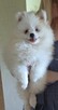 Szpic miniaturowy ,pomeranian ,suczka - 10