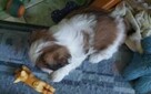 Szczeniaczki shih tzu. - 3