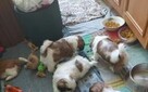 Szczeniaczki shih tzu. - 2