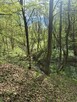 Las Ołpiny 34 ary z dojazdem - 3