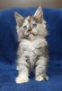 Maine Coon kotka rodowód Fpl - 2