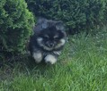 Szpic miniaturowy ,pomeranian piesek blac tan - 13