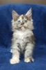 Maine Coon kotka rodowód Fpl - 3