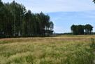 Działki 10a pod zabudowę pod lasem- Widełka - 11