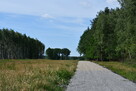 Działki 10a pod zabudowę pod lasem- Widełka - 12