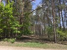 Krzyżówka_urokliwa działka z potencjałem ! - 5