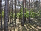Krzyżówka_urokliwa działka z potencjałem ! - 6