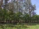 Krzyżówka_urokliwa działka z potencjałem ! - 15