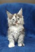 Maine Coon kotka rodowód Fpl - 4