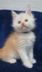 Maine Coon kocurek rodowód Fpl - 2