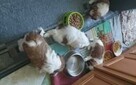 Szczeniaczki shih tzu.