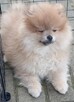 Szpic miniaturowy