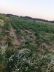 Sprzedam działkę rolną - 5