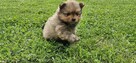 Szpic miniaturowy, pomeranian - 4