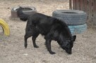 Black - 5