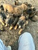 Malinosy szukają domu