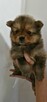 Szpic miniaturowy, pomeranian - 6