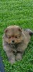 Szpic miniaturowy, pomeranian - 3