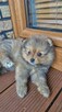 Szpic miniaturowy, pomeranian - 2