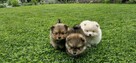 Szpic miniaturowy, pomeranian - 8