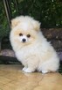 Szpic miniaturowy, pomeranian suczka - 5