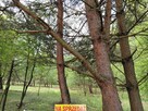 Sprzedam działkę budowlaną w otoczeniu lasu i przyrody - 6