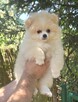 Szpic miniaturowy, pomeranian suczka
