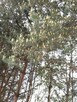 Sprzedam działkę budowlaną w otoczeniu lasu i przyrody - 2