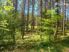 Działka leśna Gostomie gm. Kościerzyna - 4