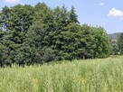 Działka budowlano leśna- Nowodworze- Małopolska - 3
