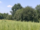 Działka budowlano leśna- Nowodworze- Małopolska - 5