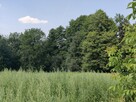 Działka budowlano leśna- Nowodworze- Małopolska - 9