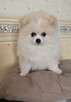 Szpic miniaturowy, pomeranian suczka - 6