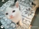 Oddam kotko w dobre ręce