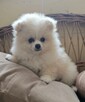 Szpic miniaturowy, pomeranian suczka - 2