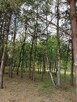 Sprzedam działkę budowlaną w otoczeniu lasu i przyrody - 5