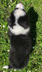 Piękna rasowa suczka - Border Collie z pełną dok. - 6