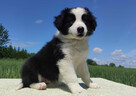 Piękna rasowa suczka - Border Collie z pełną dok. - 4