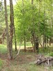 Sprzedam działkę budowlaną w otoczeniu lasu i przyrody - 3